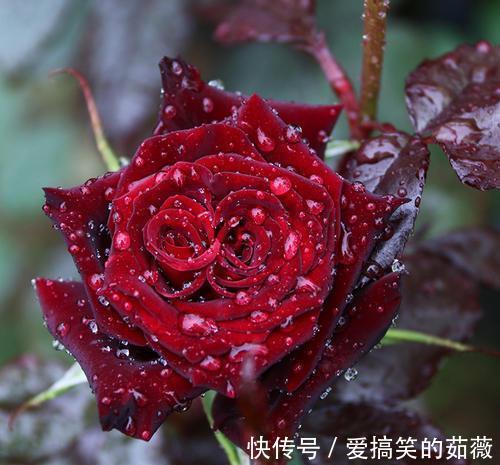 桂花|此花,比牡丹漂亮,比桂花还香,家里放一盆,能熏一室香,超赞!