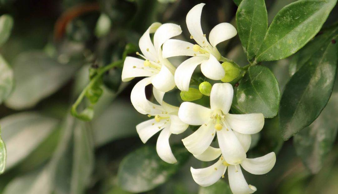 花友|九里香有毒吗?适合在家养吗?