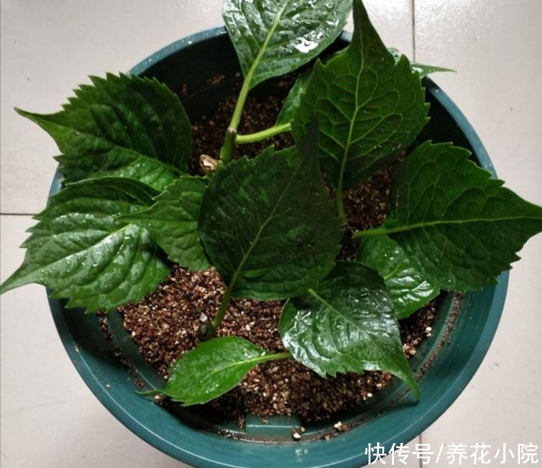 漂亮|5种漂亮的花，天热不影响扦插，半个月就能生根成活