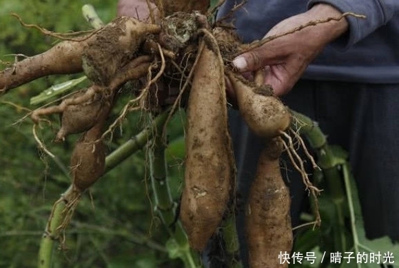  水果|这种长得像“红薯”的植物，原产于南美洲，可以被当做水果食用