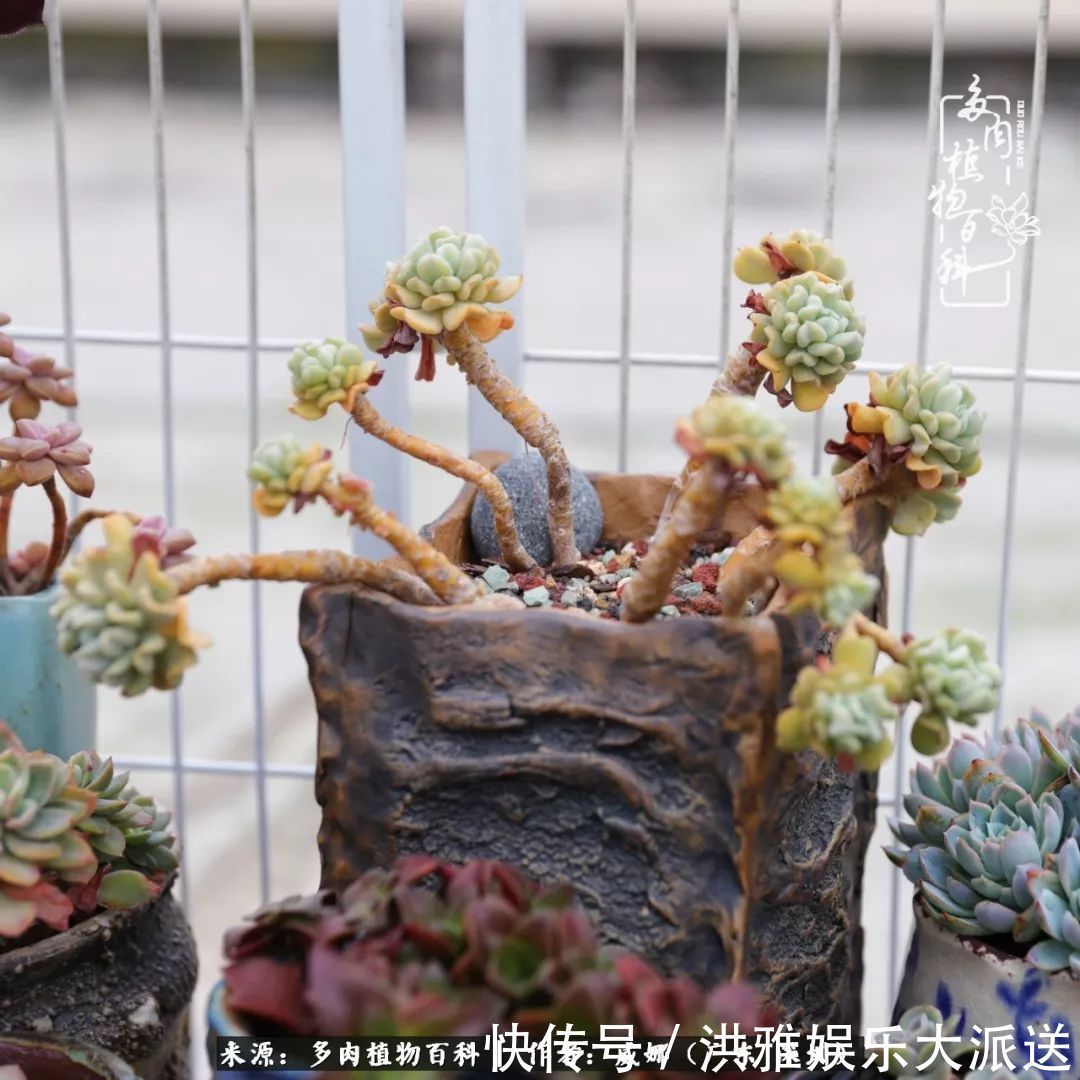 橙梦露|笼子里露养的多肉，越养越美！有多肉的日子伴着小确幸！