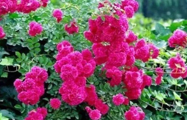 茉莉|1种“奇香花”,人称“天下第一香”,比茉莉、月季都美,好养活