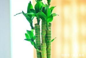 叶子|家养富贵竹习惯性黄叶学会这三个小技巧,轻松叶绿枝嫩长不停