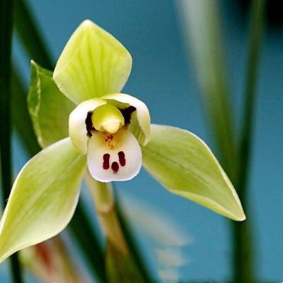 用淘米水浇兰花，把兰花浇死了是怎么回事淘米水可以浇兰花吗