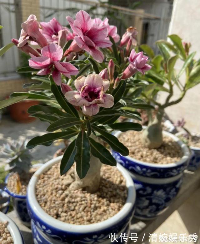 10种“垃圾”不要丢,拿来养花效果好,还能省下一笔钱