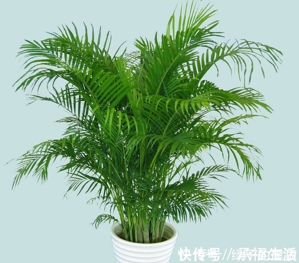 橡皮树|房间总是飘散灰尘，试试养这几种植物，轻松去除灰尘