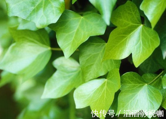 月季|优良月季”瑞典女王“,清秀淡雅,惹人喜爱,堪称是养花必备