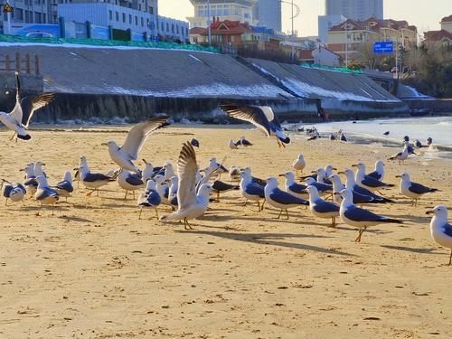 生命|想去海边看海鸥？冬天来威海金海滩，一群一群海鸥好玩又好看
