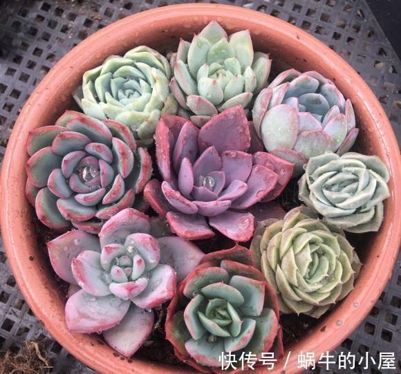 叶子|拯救病态的多肉,这3种问题,经常遇到,不加以改善,全部死翘翘
