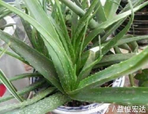 吉祥人人爱|养花就养3种花,家里养一盆,寓意吉祥人人爱,家里养真适合