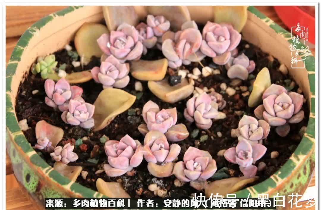阳台多肉党的幸福生活!
