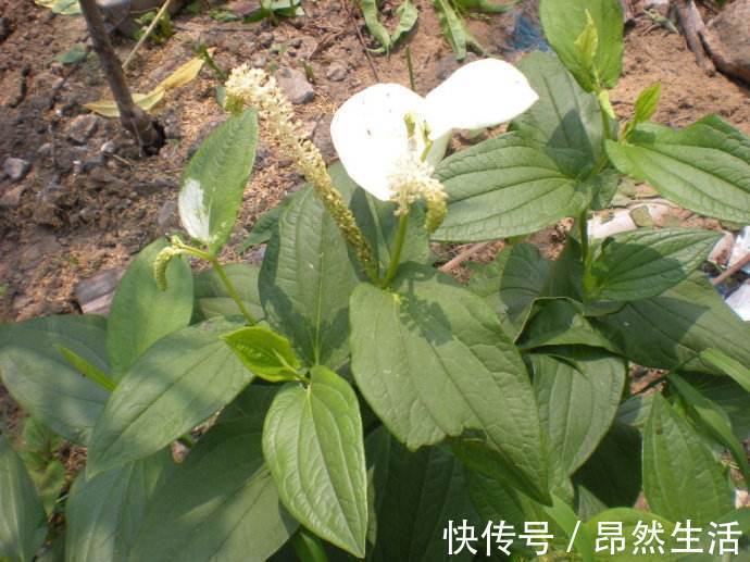 治疗脚气|农村常见野草,人称“脚气草”,可治疗脚气,市场15元一公斤