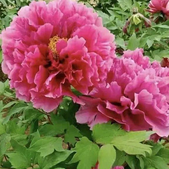 品种|这花只能秋天养，埋土里就活，晚了再等一整年！