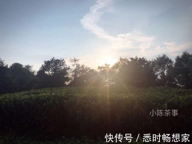 白毫银针|春有百花秋有月，一起来看看，春白茶和秋白茶究竟有哪些不同