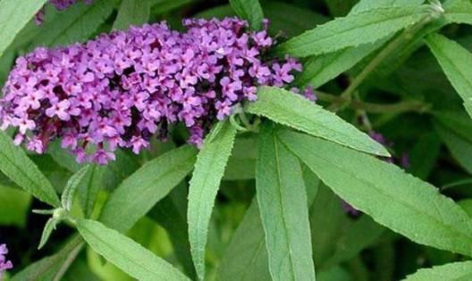 此野草能醉鱼,山上很多,已经被“禁用”,建议收藏