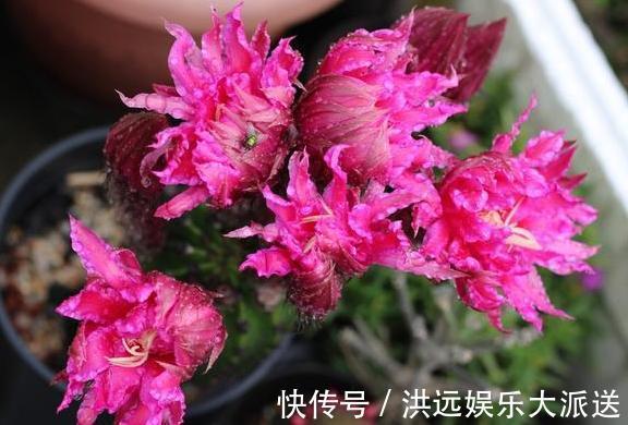 养花|夏季养花,首选这些不怕晒,不怕旱的花卉,养着省心、看着养眼