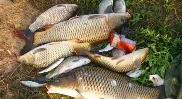 钓鱼中的“独家秘方”,只有民间野钓高手才懂,上鱼多是有原因的