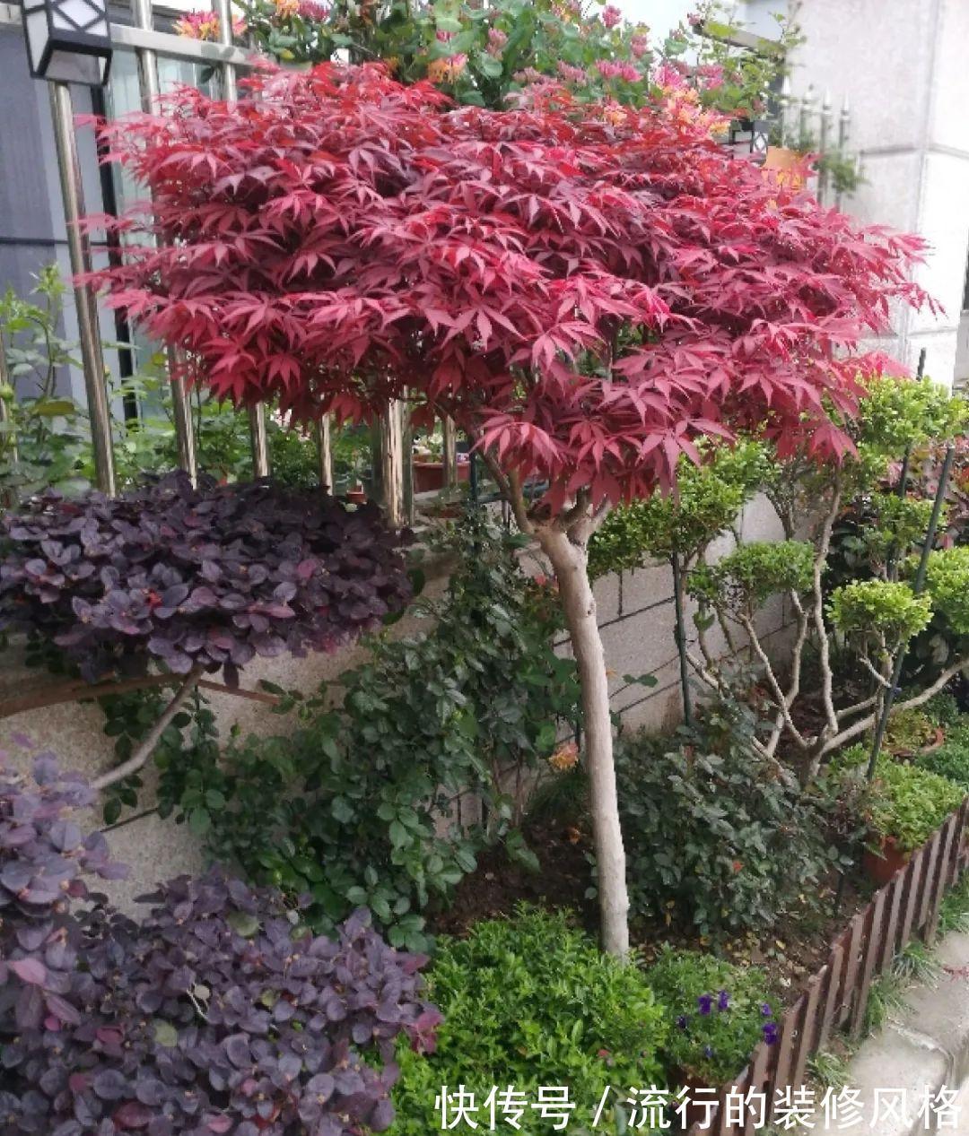 这花就要养老桩,年年开花,越老越值钱