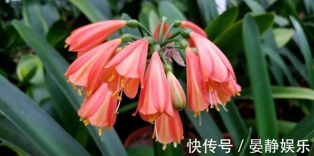 君子兰也喜欢吃“醋”,打翻醋坛子就能射箭,开花爆盆不是梦