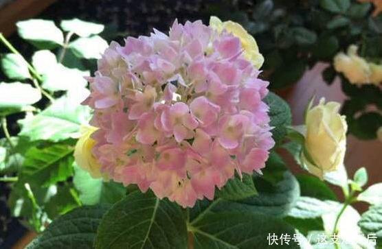 现在扦插此4种花,一周就长芽生根,一棵变多棵,成养花大户了