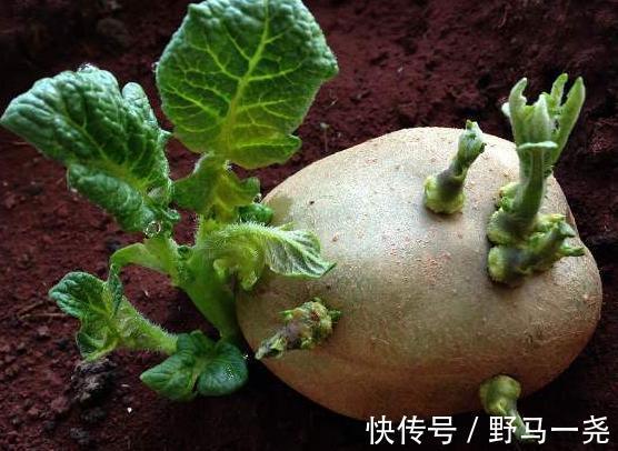 中毒|6岁孩子中毒呕吐,只因吃了一个鸡蛋医生不是所有孩子都能吃