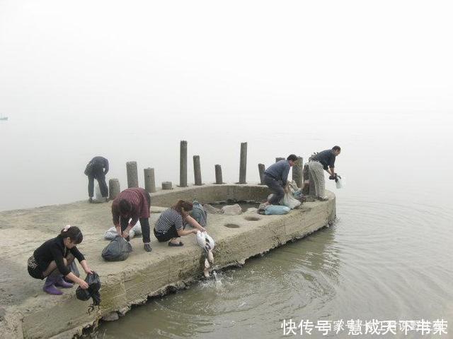 长江君|退水后钱塘江滩涂变“鳖滩”,甲鱼四处乱爬,有人一会捡了十几只