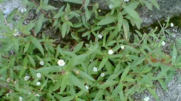 样貌|地里一野草,名叫“墨旱莲”,能让白发变乌黑,样貌普通却很珍贵