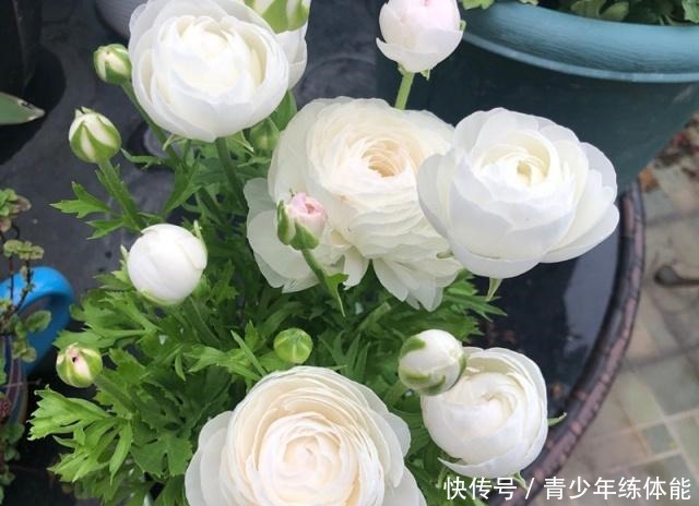 兼具牡丹、玫瑰之美，观赏价值极高，超级好养，这种盆栽值得入手！