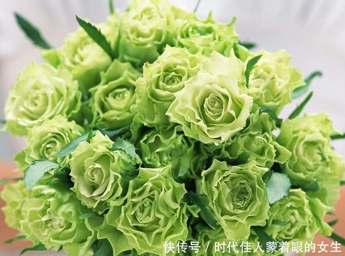 精品|喜欢菊花,不如养盆“精品玫瑰”绿玫瑰,开花晶莹剔透,碧洁如玉