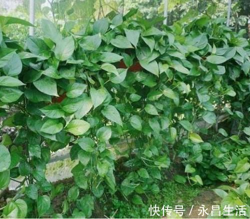 4种旺运花，吉祥添富贵，家里财运亨通，人见人爱！
