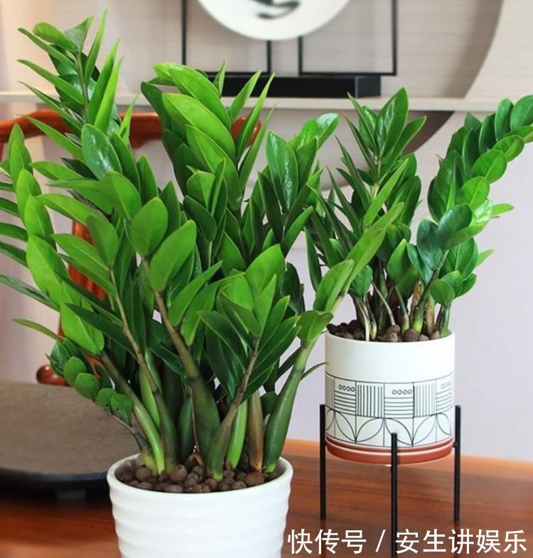 3种花自带“财运”，养家里一盆，财源广进，旺运一整年