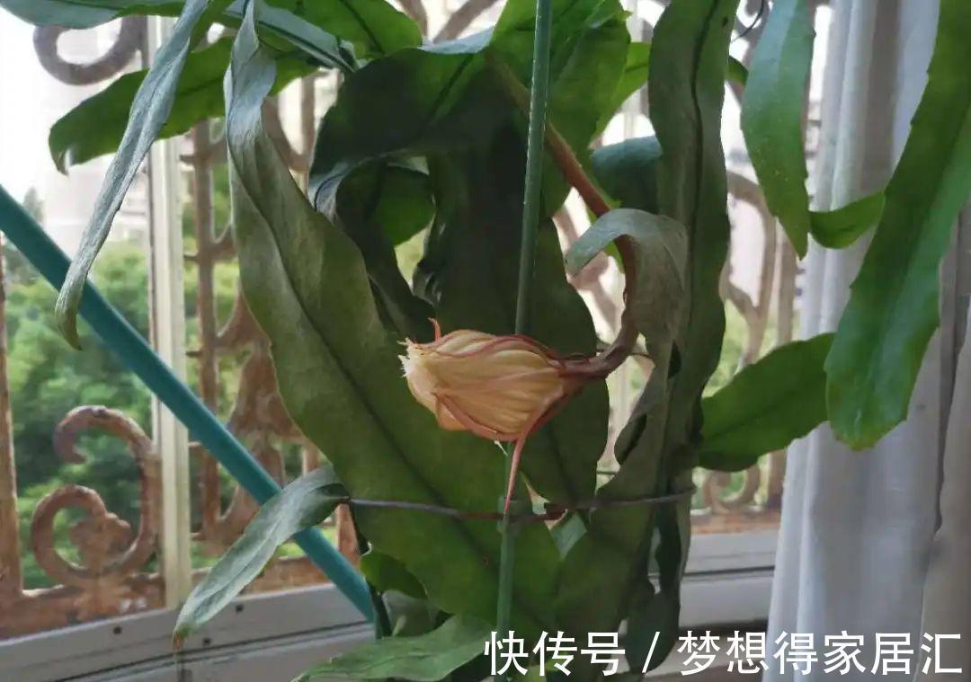 养到烦人的花,盆都不够用,扔掉还很心疼