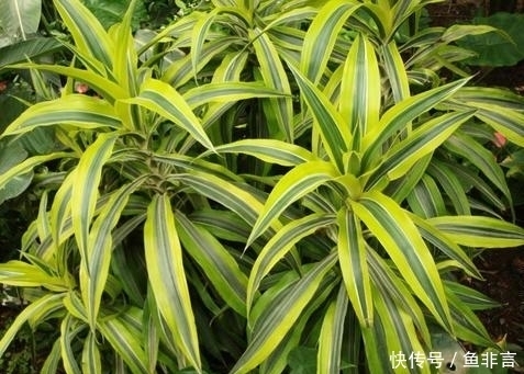 13种耐阴花卉,光照不足也能生长旺盛,开花茂密