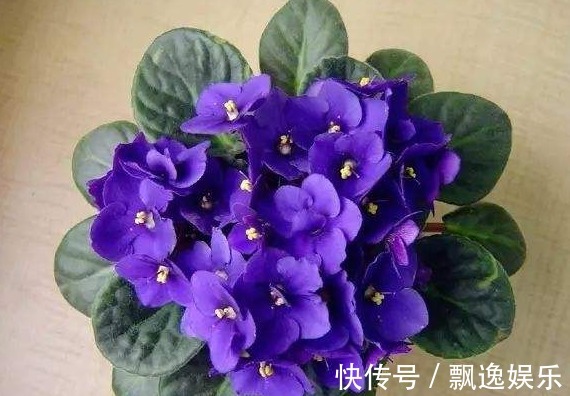 月季|一种花，“叶片”插土即活，2周就生根，比月季更好养，花开四季