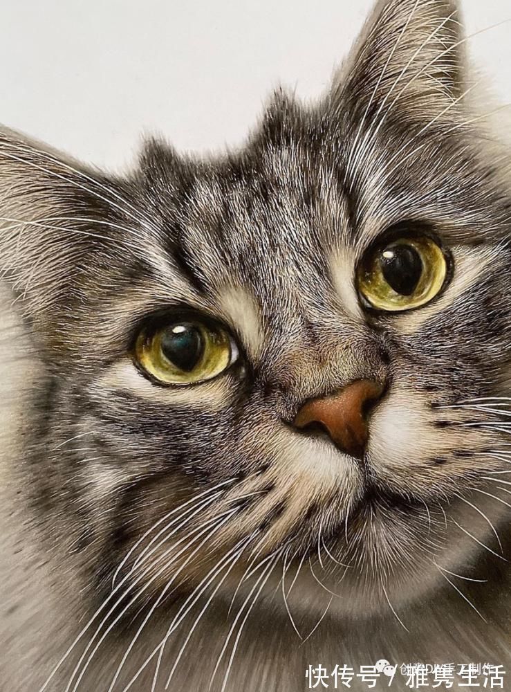 音海#超拟真动物画,每根毛发都这么细致,网友惊呼真假分不清