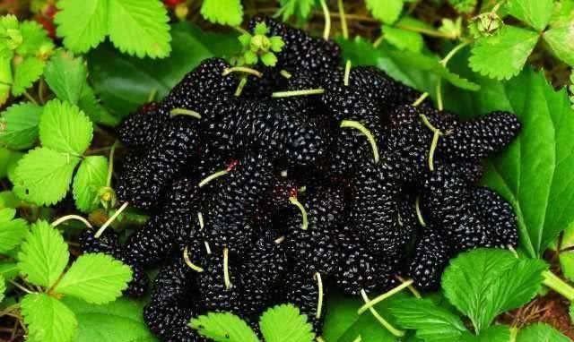 5种食物是“天然的黄体酮”,女人常吃,皮肤白嫩,越来越年轻