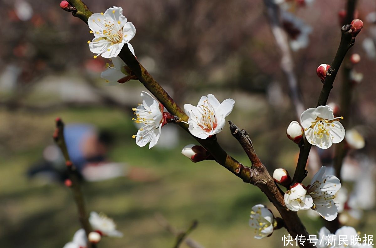 花开两朵，各“赏”一枝！苏州太湖西山梅花迎来最佳观赏期