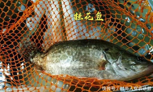 一年四季|一年四季都有桂花鱼,将桂花鱼蒸得如一朵“鯚花”,就应该这样做
