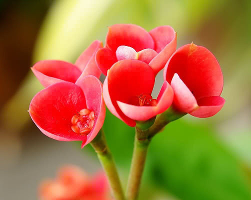 虎刺梅开花少怎么办教你3个小妙招，养出花繁叶茂的虎刺梅