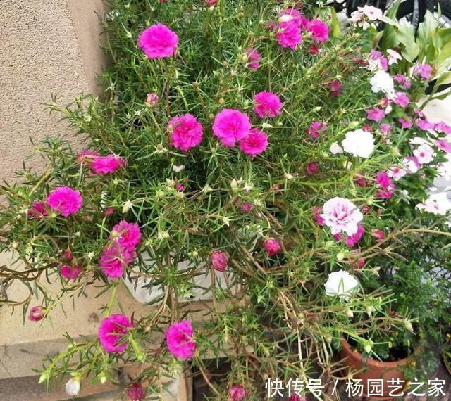 养这花不用太讲究,浇点水扔阳台,整个夏天都爆盆