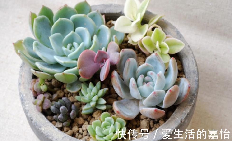 多肉植物|7、8月份怕淋雨的4种花卉,注意遮雨通风,否则黄叶烂根剩下空盆