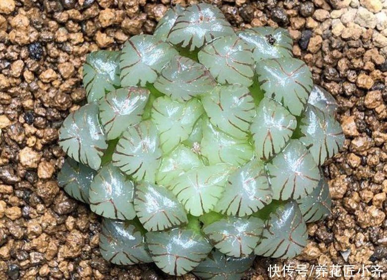 根系|多肉玉露，阳台养就2个要点，养得圆润饱满，晶莹透亮像“水晶”