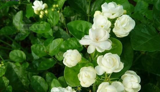 花肥|养茉莉花,“3件小事”做到位,就可以“静待花开”,且花大味香