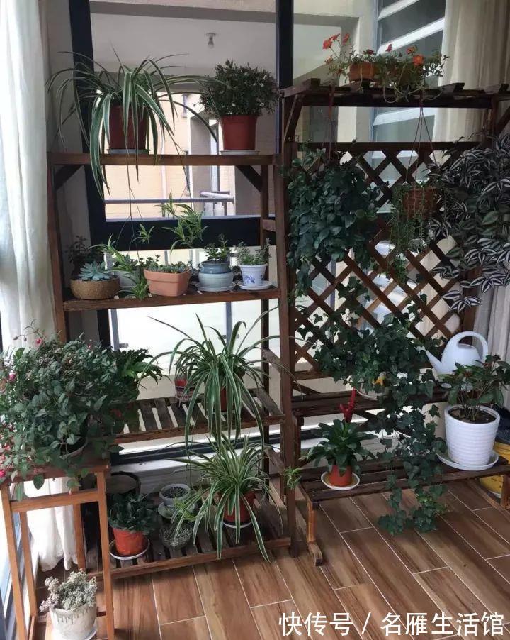 小花园|想在小户型里打造一个花园,不能少了它们,邻居都用它们