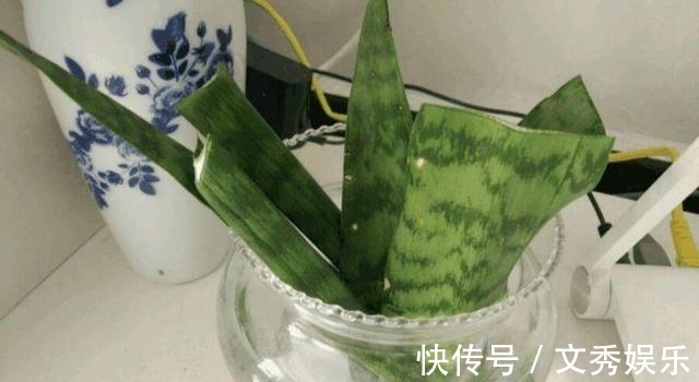 多肉怕水其实错了!5个科属的多肉“水培”以后,会长得更好