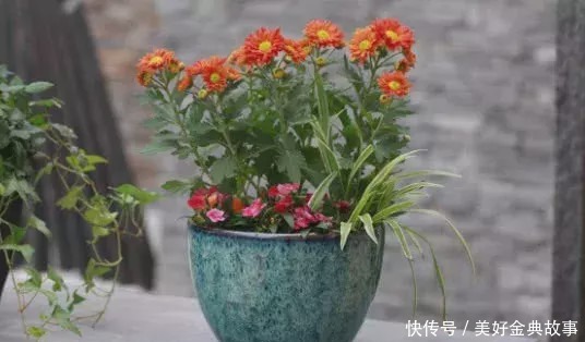 养了快十年花才明白,花盆里长的“杂草”别拔,留着很有用处