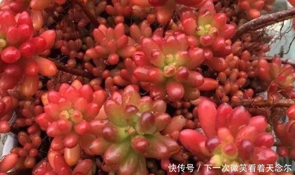 以下几种多肉最容易爆盆,想养死都难,轻松成为多肉大户!