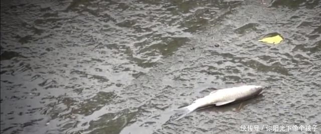 香港河道乌头鱼泛滥,钓鱼人:不需要技巧,随便钓几十斤