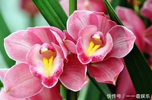 盆景|家里别乱养花，要养就养这六种，旺宅招财还养人，空气好事事顺心