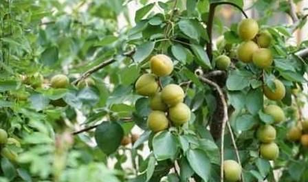 盘点农村随处可见的8大美食,也许你只看到过它们菜盘上的样子!